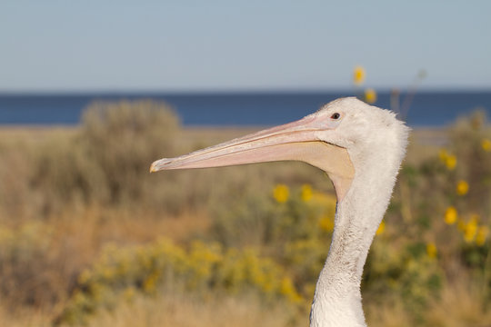 Closeup profile portrait of a White Pelican on the shore of Utah's Great Salt Lake in Antelope Island State Park