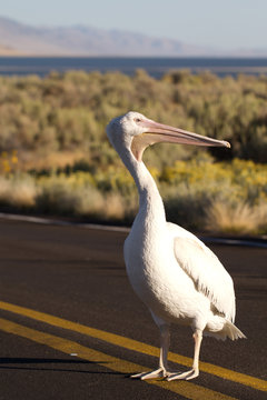 White Pelican in the middle of a road in Antelope Island State Park in Utah