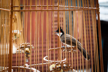 Red-whiskered Bulbul in the bird cage