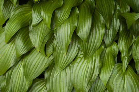 Textured design with narrow overlapping hosta leaves