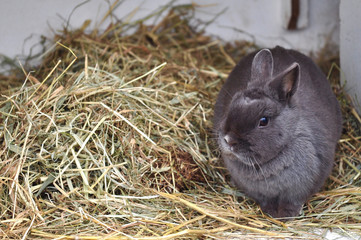 Fluffy gray rabbit with hay