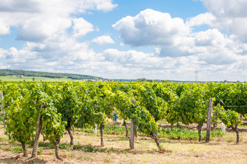 vineyard in the Loire valley France - 89026705