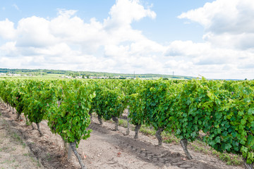 Fototapeta na wymiar vineyard in the Loire valley France