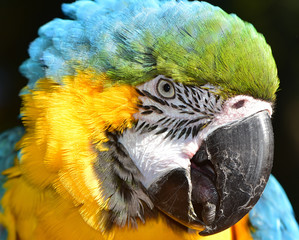 Beautiful Macaw Face