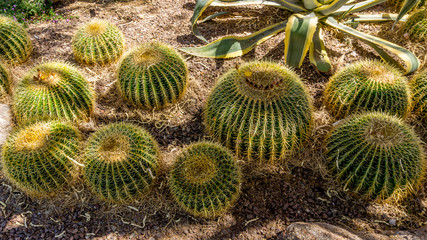 Echinocactus grusonii aka Golden Barrel Cactus in the Arizona Desert