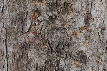 Tree bark texture