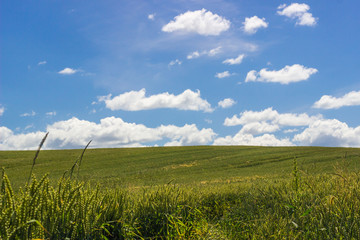 Field on a background of blue sky.