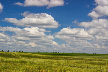 Field on a background of blue sky.