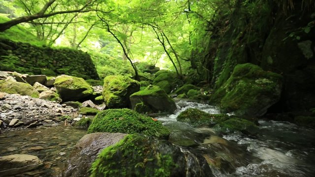 新緑と苔に包まれた奥多摩・海澤の三滝の渓流（右スライド）