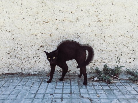 beautiful black cat scared someone and went into punk mode