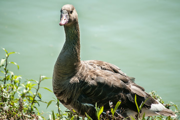 Greater white-fronted goose on greenery  and pond water background 