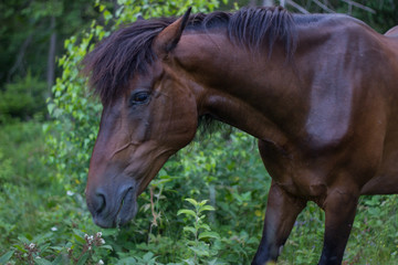 Horses on a summer mountain pasture .