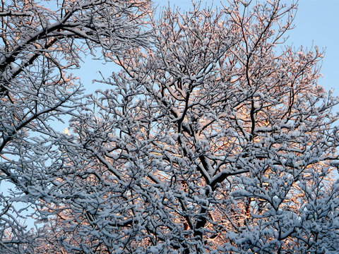 Morgenlicht in einer verschneiten Baumkrone
