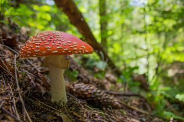 Amanita muscaria, a poisonous mushroom in a forest