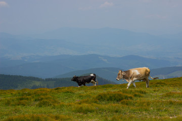 Fototapeta na wymiar Cow grazing in the mountains