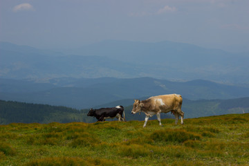 Fototapeta na wymiar Cow grazing in the mountains