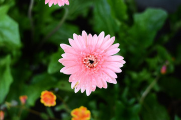 Obraz premium gerbera and daisie