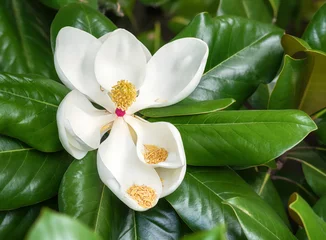 Foto op Plexiglas Magnolia Witte zuidelijke magnolia bloem bloesem