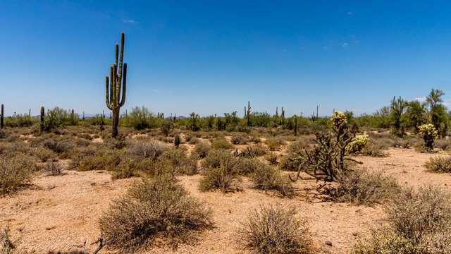 The Arizona Desert on a Hot Summer Day