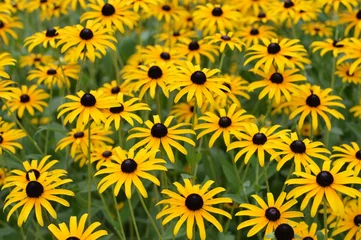 Cercles muraux Marguerites field of yellow daisies