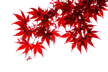Isolated Japanese red maple leaf