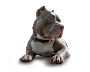 pitbull dog
