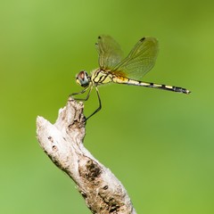 Dragonfly on stump
