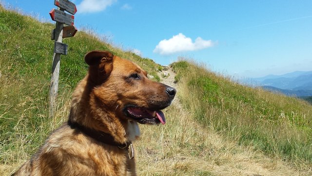 Cane in montagna