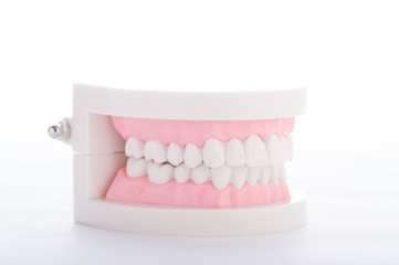 歯の模型,白バック