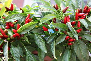 Obraz premium Ostra papryczka chili