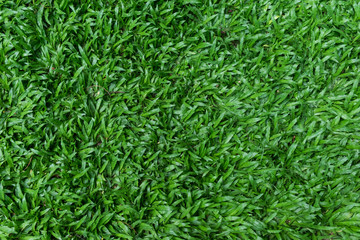 Green grass texture