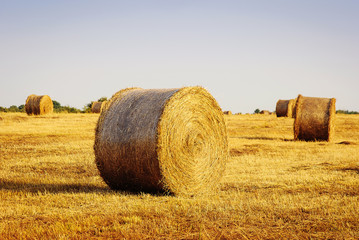 big round bales of straw in the meadow