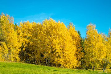 Bright yellow autumn forest