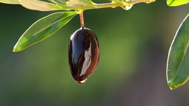 Oil dripping from olive berry. Nature on the background.