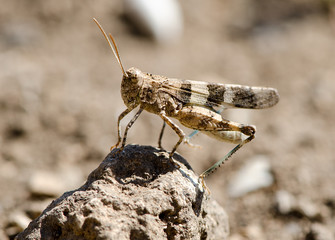 locusts in the desert field