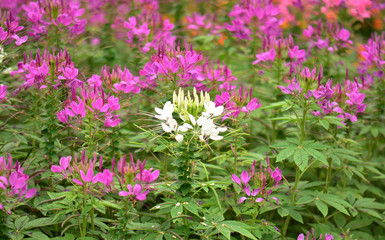 beautiful Cleome Spinosa