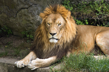 lion male