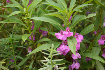 pink flowers