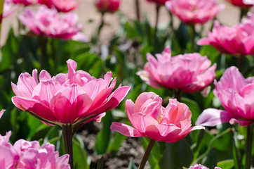 bright pink tulips in the garden