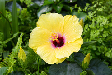 Yellow hibiscus