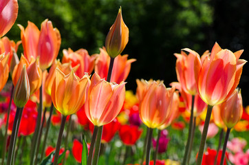 Fototapeta premium pink and orange tulips
