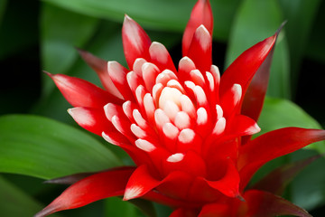 Nice red bromeliad flower