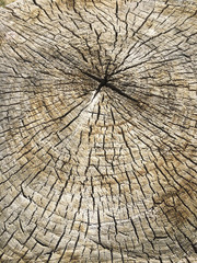 cracked wood