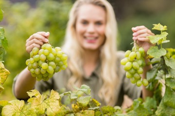 Smiling blonde winegrower holding grapes