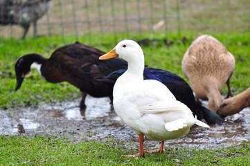 Fototapeta na wymiar White duck standing in a farm