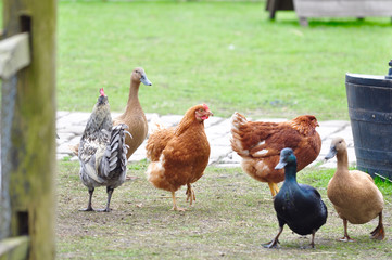 Ducks and hens in a farm