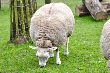 Obraz na płótnie Canvas Sheep is eating grass in a farm