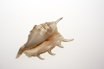 One sea shell on isolated white