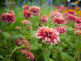 summer flower garden