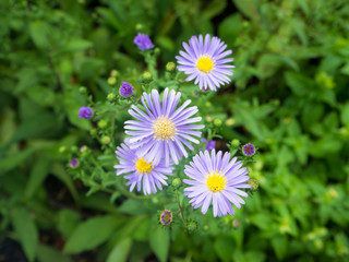 summer flower garden